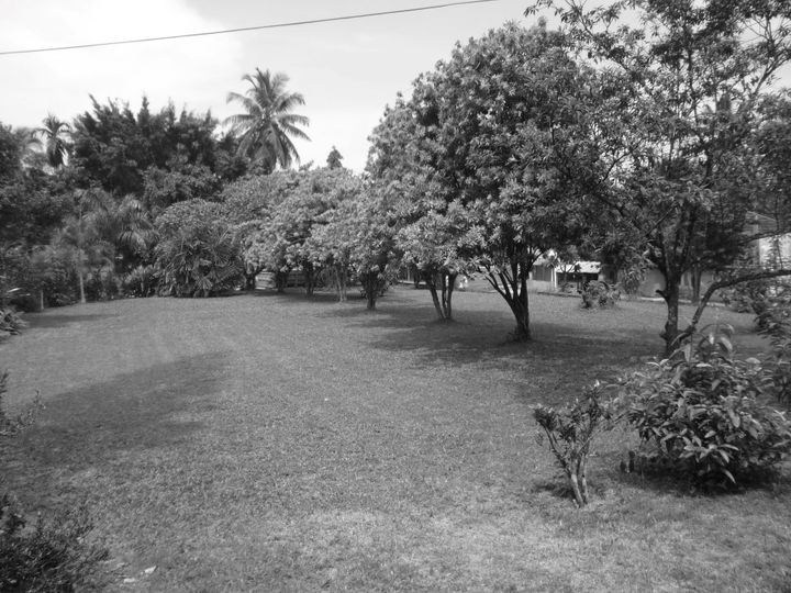 A big garden but no one to play with Garden