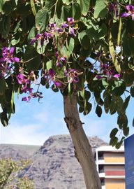 A tree with purple flowers in the city with a blue sky backdrop