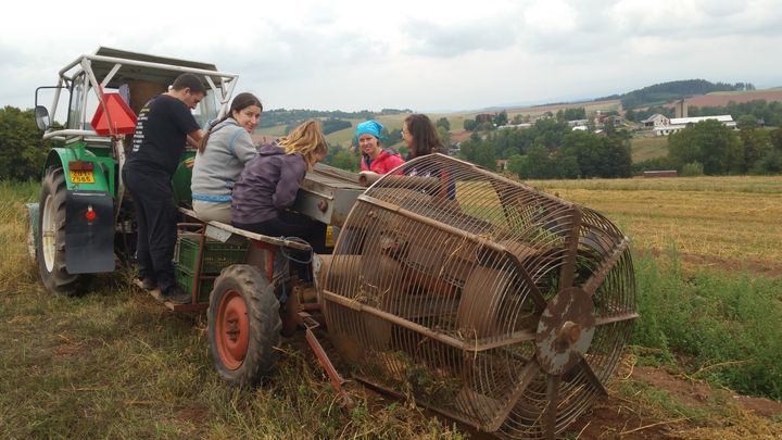 Harvesting potatoes Potato harvester